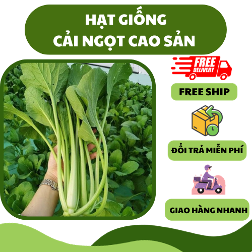 Hạt giống cải ngọt cao sản - dễ trồng, năng suất cao