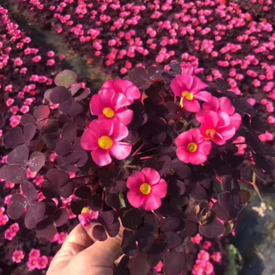 Củ cây Oxalis mini cánh bướm xanh-tím