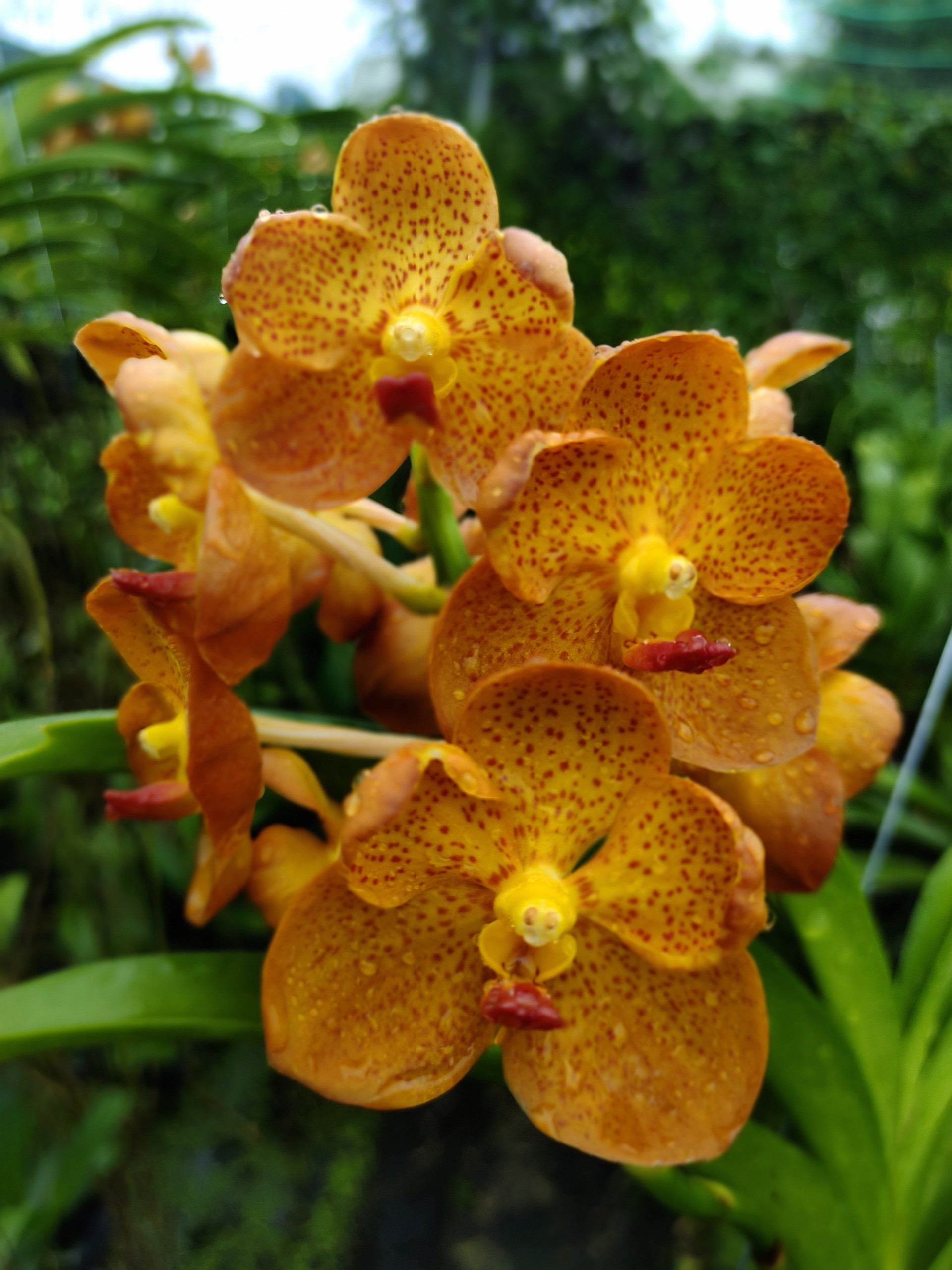 Vanda Cam (Hoả Hoàng Cam) Cây Trưởng Thành Giá Rẻ