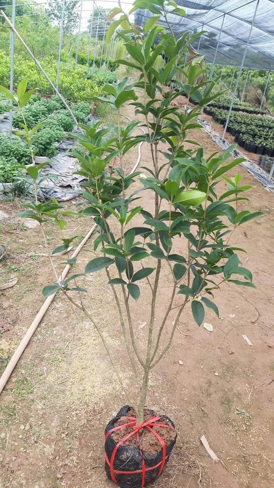 Cây hoa mộc hương hoa vàng cao đẹp 80cm