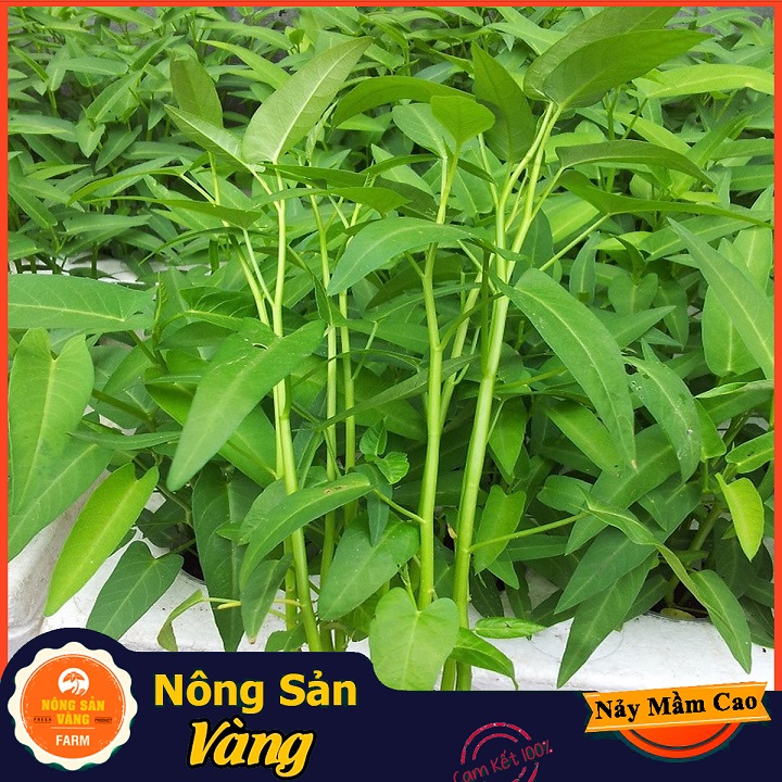 Hot multi-functional health high nutrition mantle vegetable seeds (pack of 20 grams)-shallow yellow