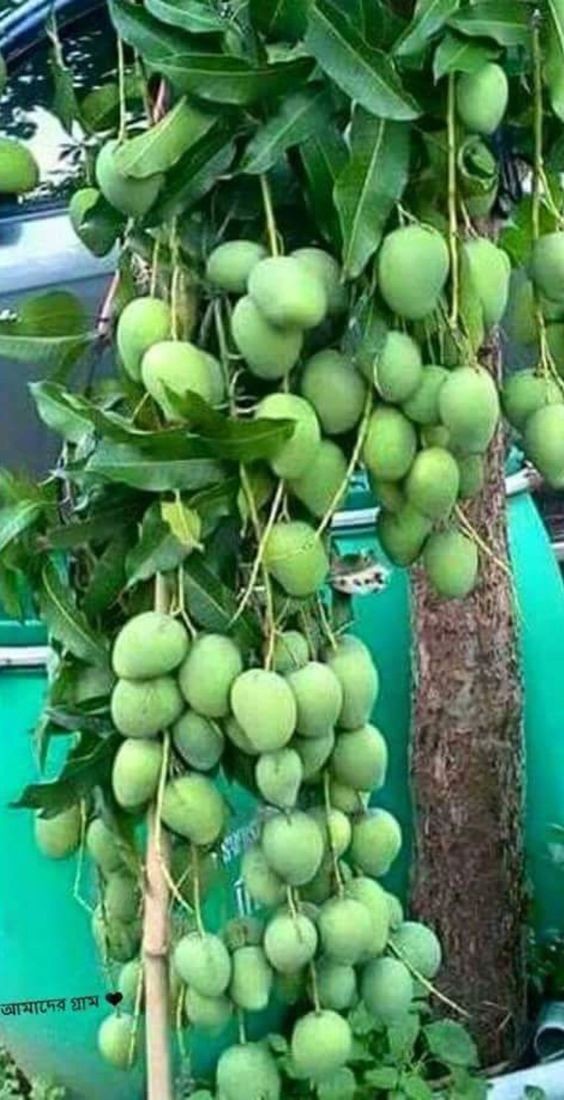 Cây giống xoài cơm vàng