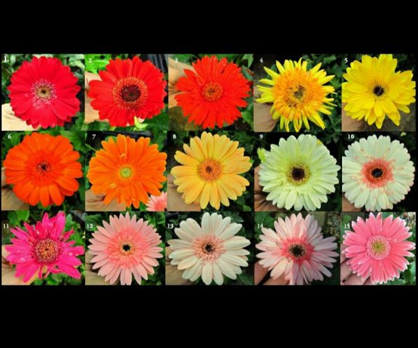 Hạt Giống Hoa Đồng Tiền Mix 100H