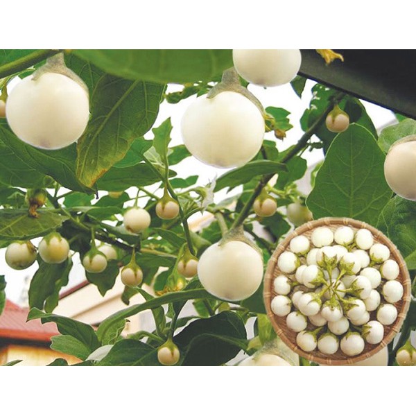 Hạt Giống Cà Pháo Trắng F1 - 100 Hạt
