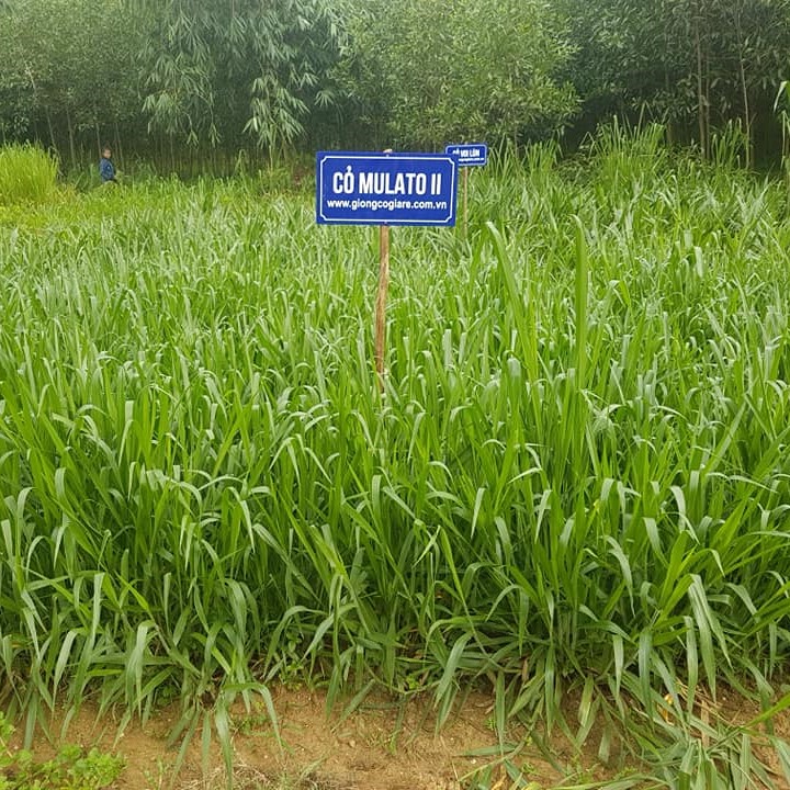 Hạt Giống Cỏ Mulato 2 – Hybrid Brachiaria (Bổ sung dinh dưỡng)