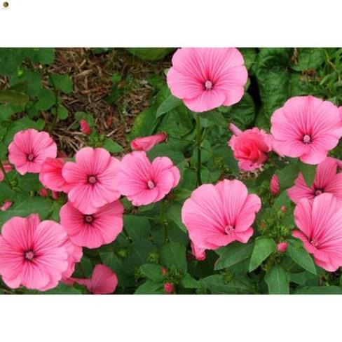 Phân Dê Đã Xử Lý Làm Phân Bón Lan Và Phân Bón Cây Trồng 400gram