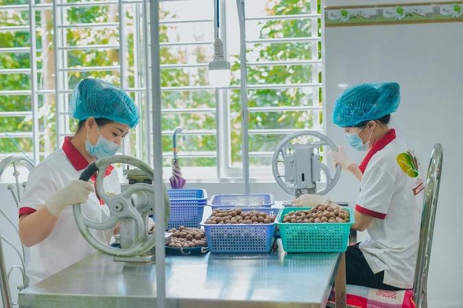 HẠT MACCA SẤY ĐĂK LĂK DAMACA NGUYÊN PHƯƠNG (HỘP 500GR SANG TRỌNG)