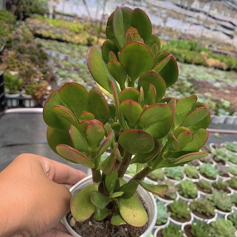 SEN ĐÁ THẠCH BÍCH THÂN THỤLỖI 1 ĐỔI 1