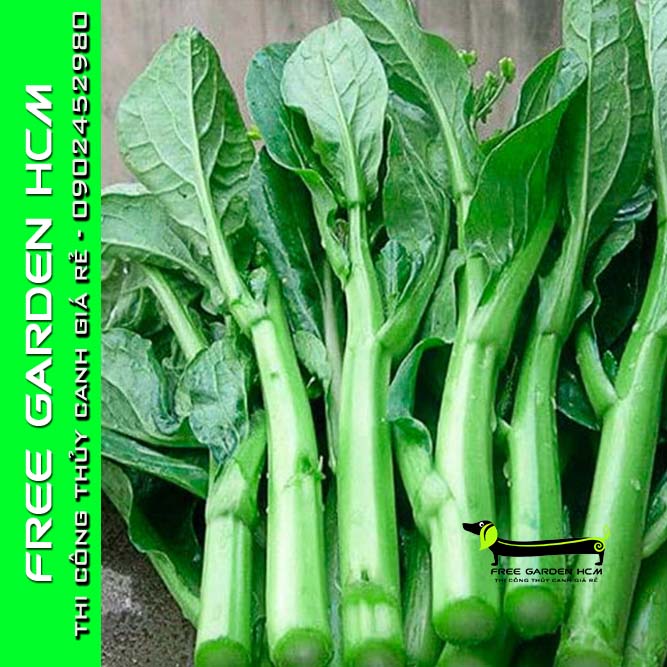 HẠT GIỐNG CẢI NGỒNG IMPROVED – Kitazawa – Mỹ