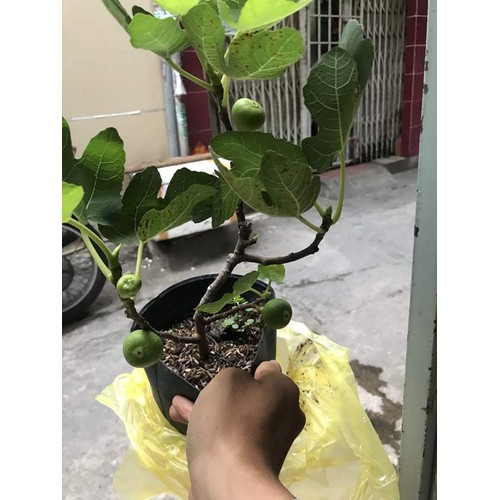 Cây Sung Mỹ siêu trái + (500g) phân thỏ hữu cơ