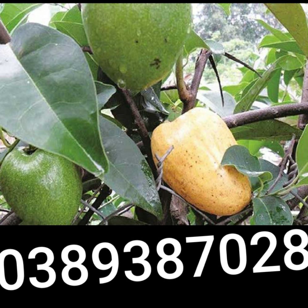 Rễ cây bình bát,500g