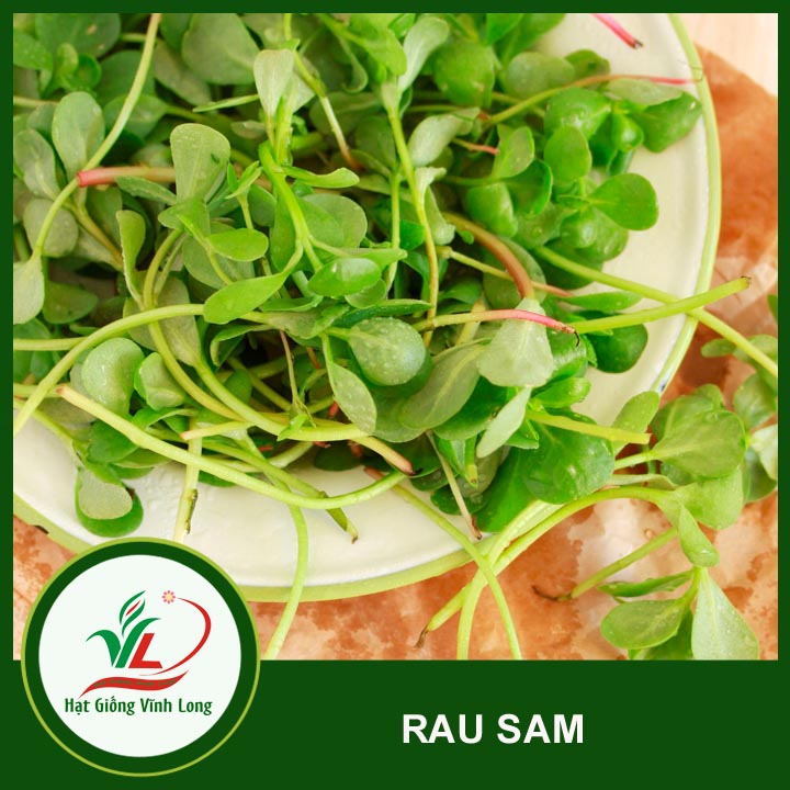Hạt giống Rau sam - 1g