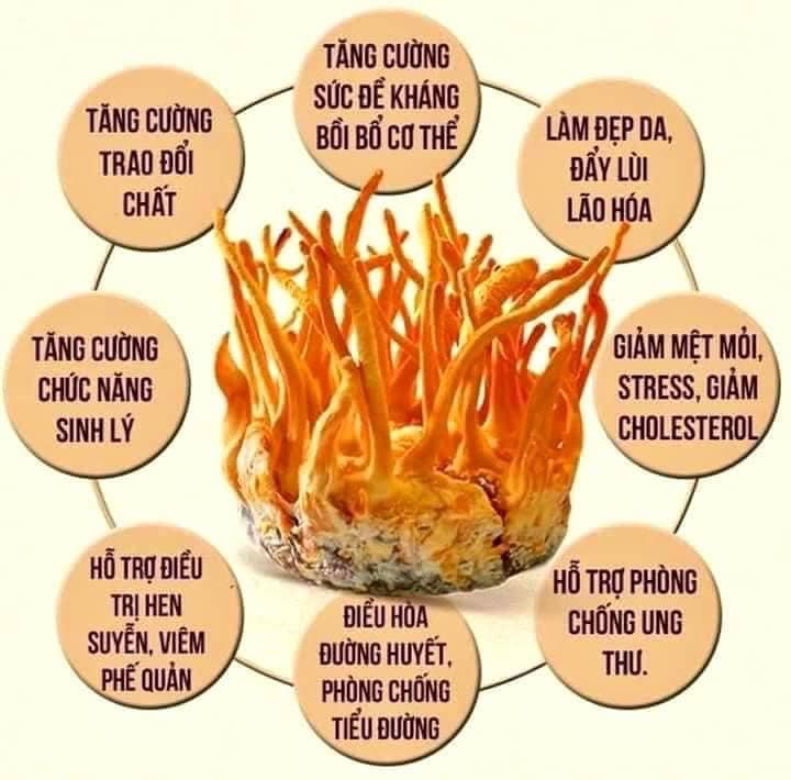 Đông trùng hạ thảo Hàn Quốc