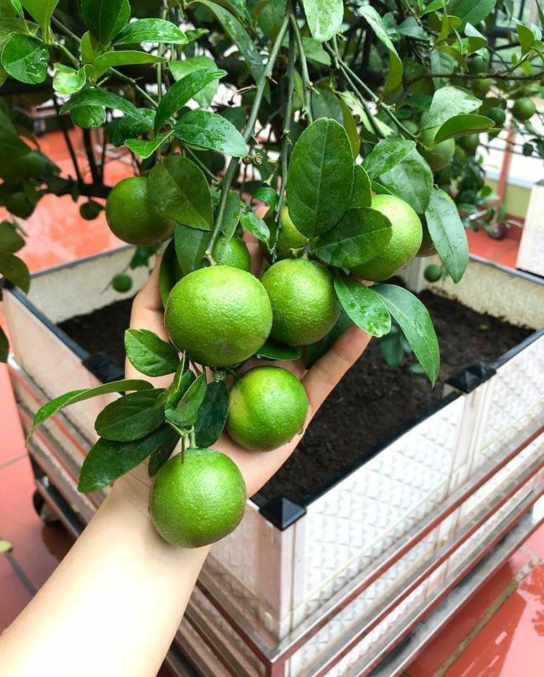 Cây giống chanh không hạt