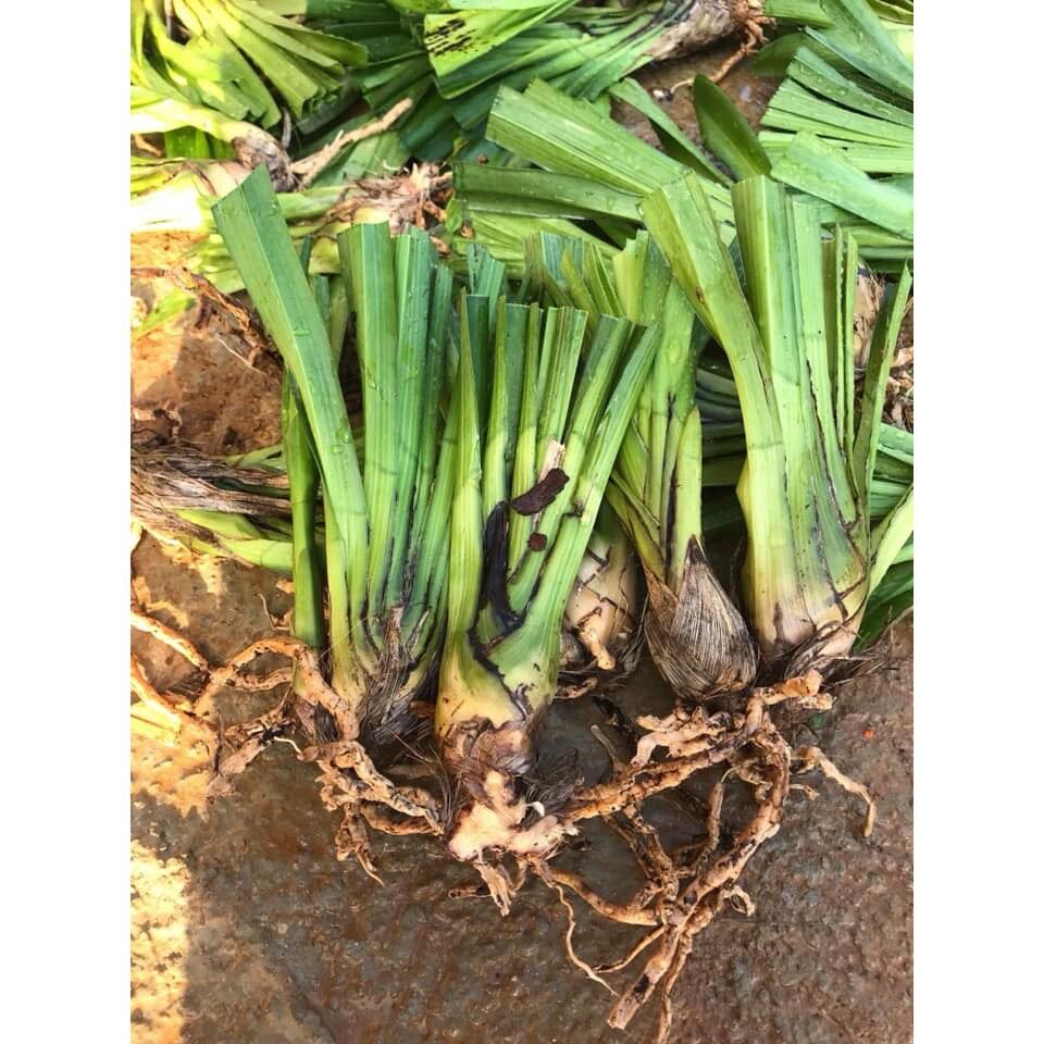 Địa lan sato(1 củ to tặng kèm phân bón) qq