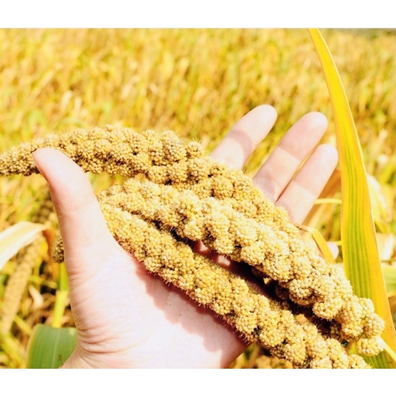 1kg Hạt kê nếp vàng Nghệ An (đã tách vỏ）