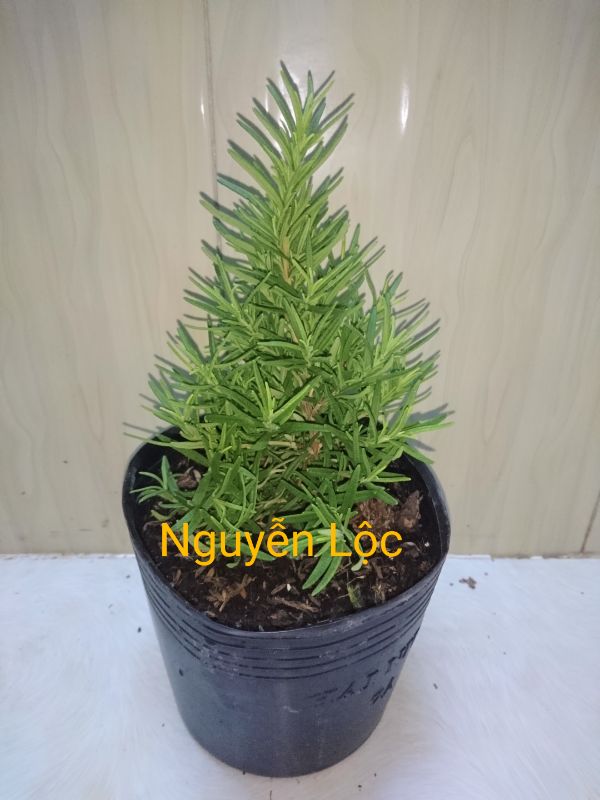 Cây hương thảo (GỬI NGUYÊN BẦU chậu nhựa đen)