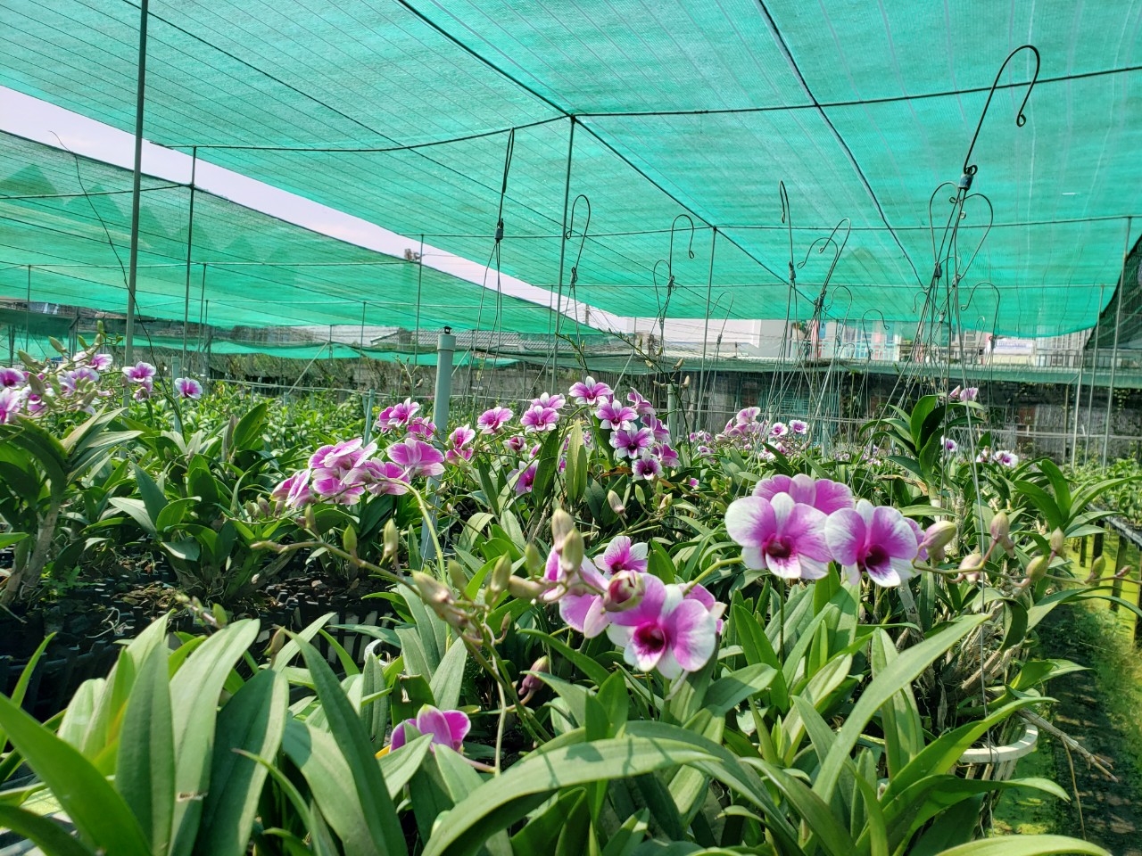 Combo 2 chậu hoa lan Yaya F16