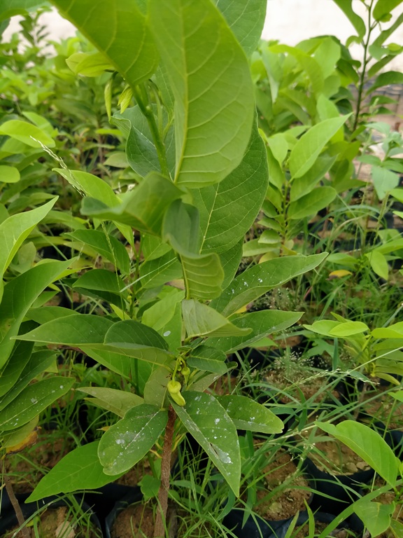 4 Cây Na Dai đang ra hoa