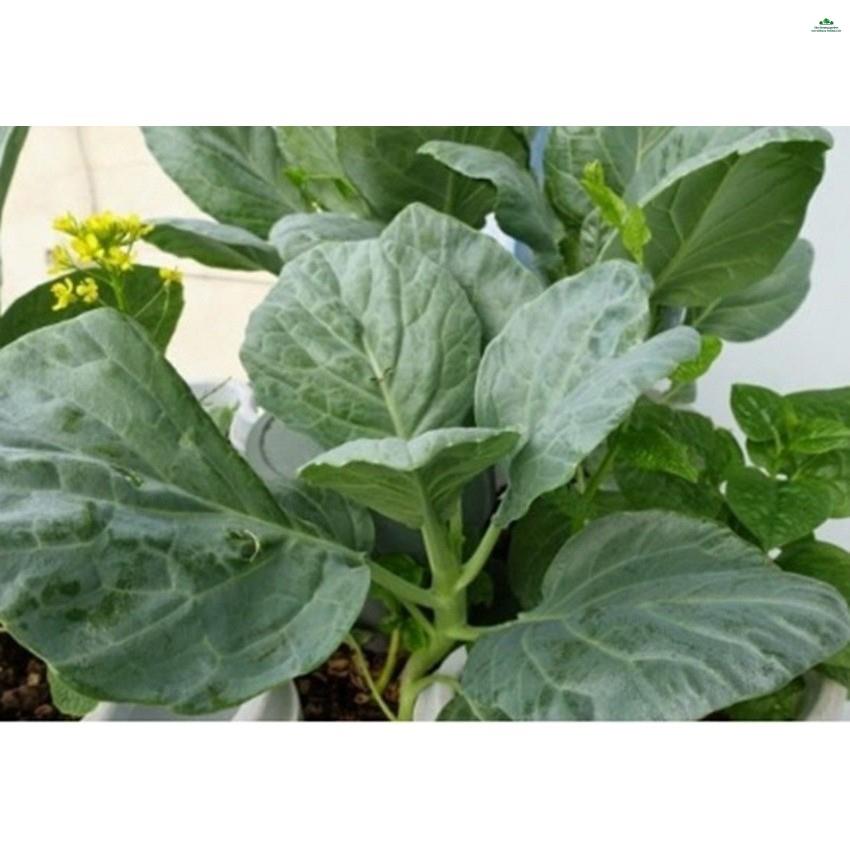 HẠT CẢI RỔ - GÓI 5 GRAM