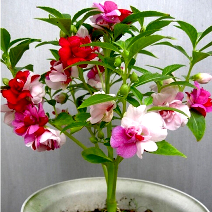 #Hạt giống hoa móng tay mix màu kép