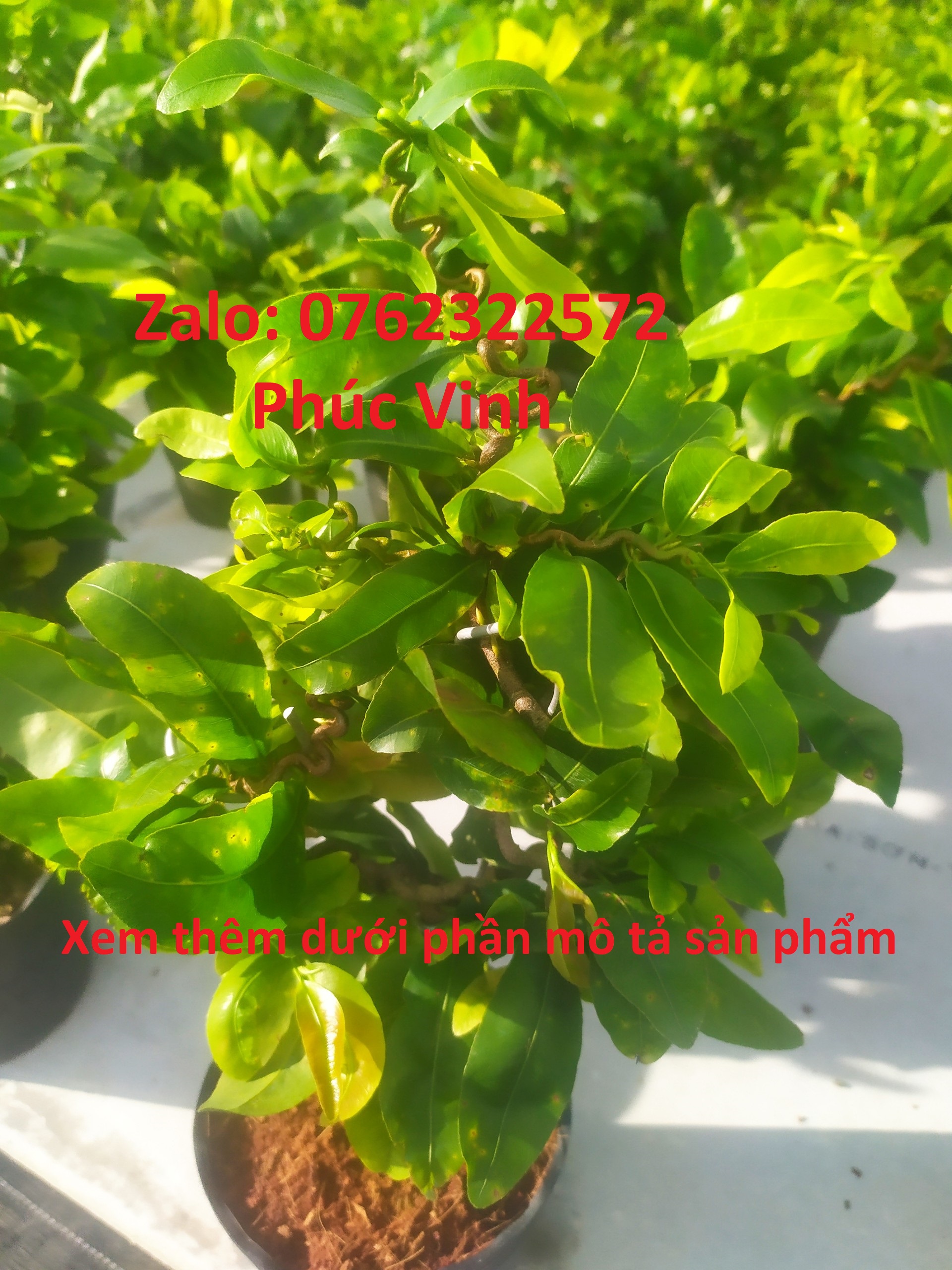 Mai Xoắn (Mai Quắn) Giảo Tự Xoắn