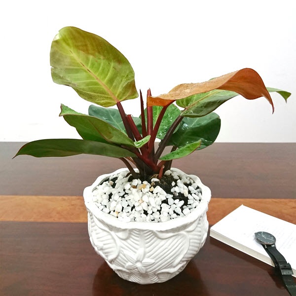 TRẦU BÀ ĐẾ VƯƠNG TÍM