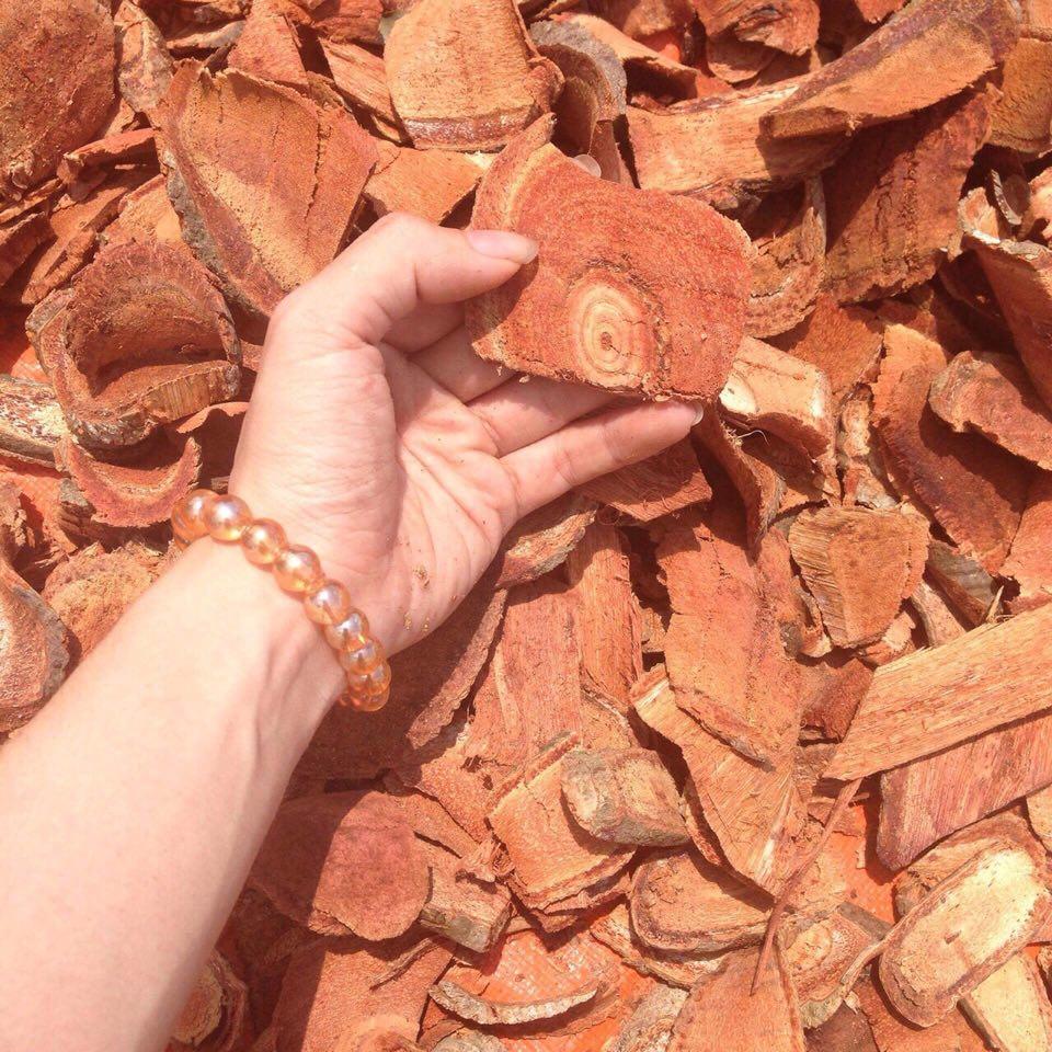 [HCM]Cây cỏ máu 100% cỏ máu (gói 500g)