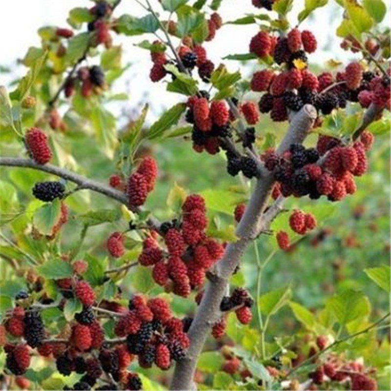 Mulberry seeds
 - Sale Off