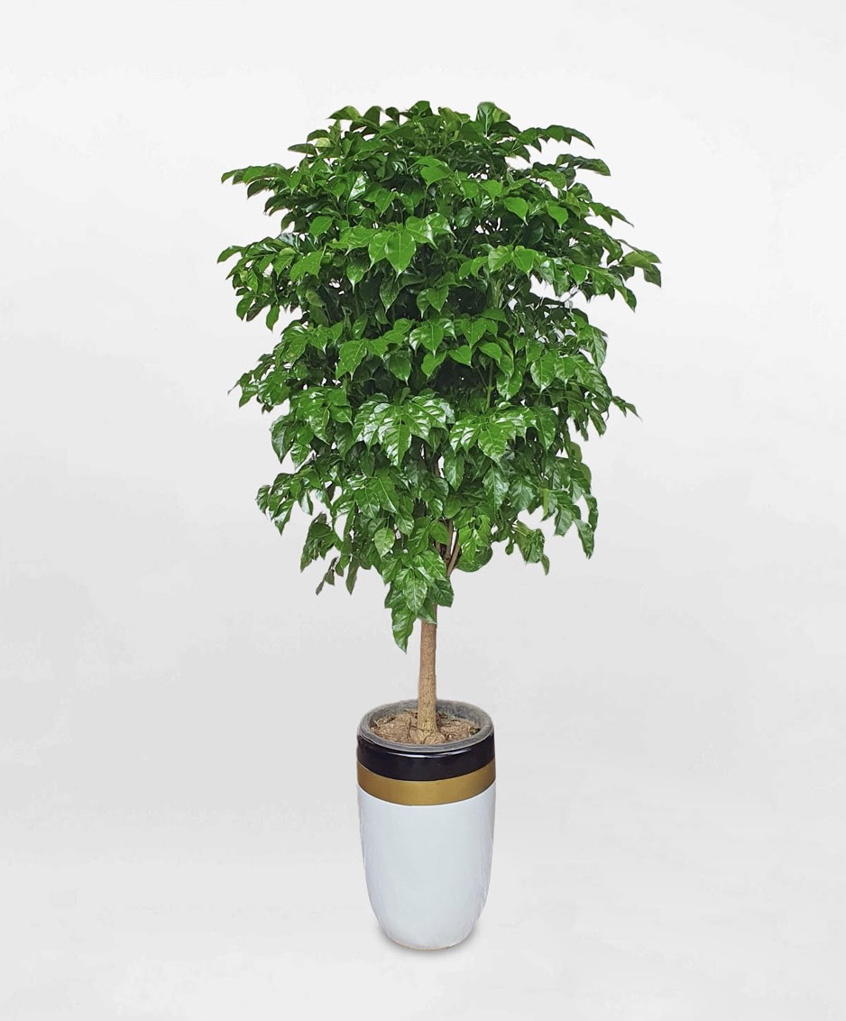 Cây hạnh phúc 1 thân dáng tree cao 1m