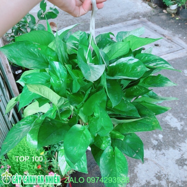 Trầu Bà Thái Xanh Size Lớn