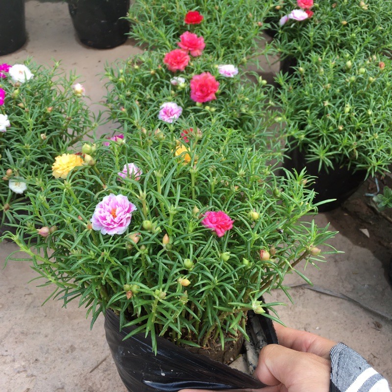 Hoa mười giờ thái nhiều màu ngọn xum nhiều nụ sẵn hoa