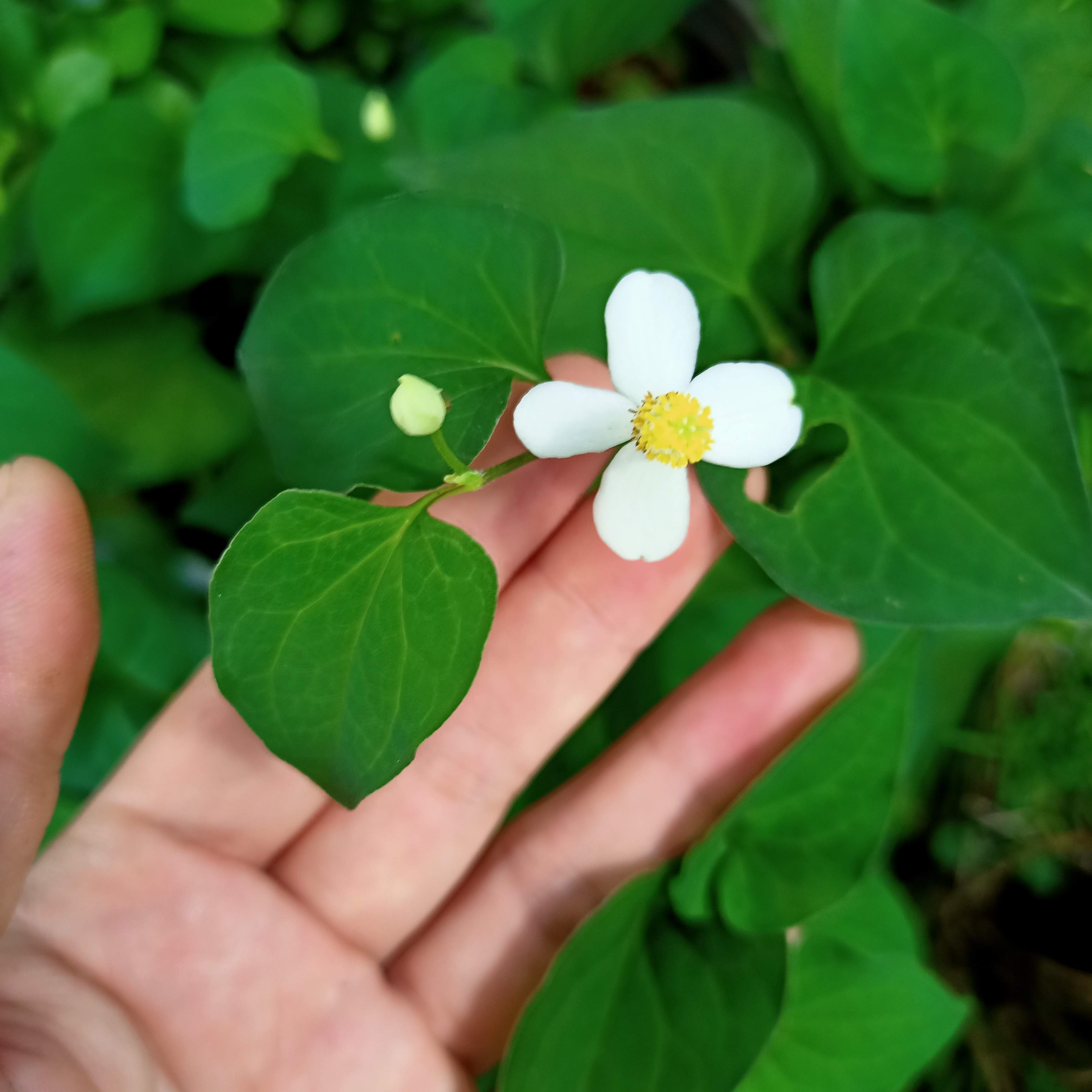 Chậu cây rau diếp cá, bầu rễ ổn định