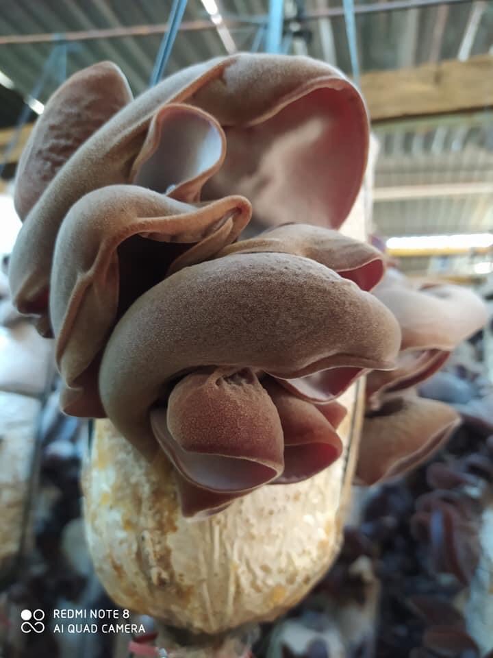 Phôi nấm Mộc nhĩ - (Combo 9 bịch)