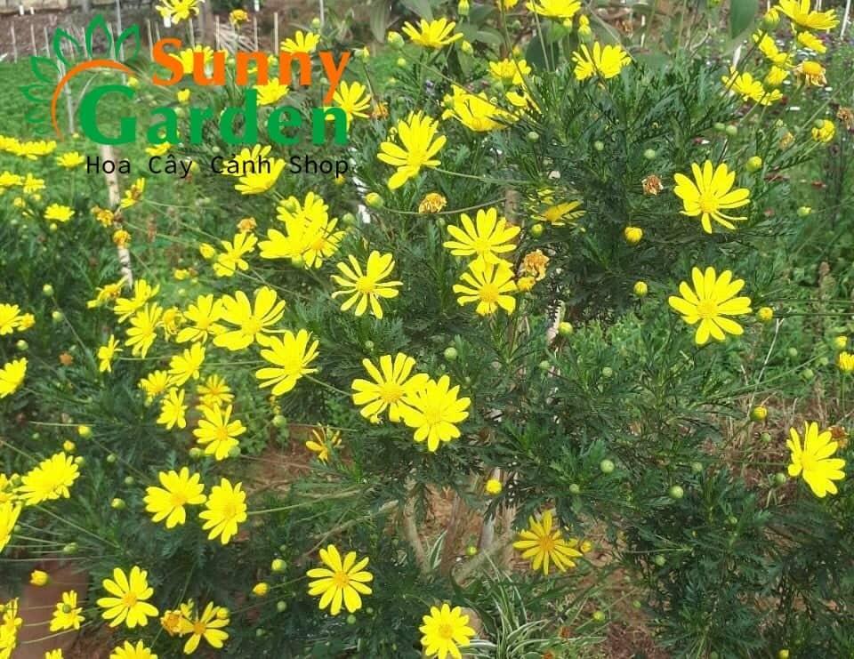 Cúc Thân Gỗ ( Cúc Trường Thọ) - Chậu Cây Cảnh