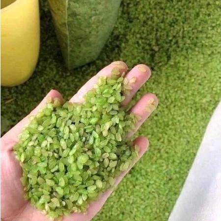 Cốm xanh khô làng vòng (1kg) Đại lý gạo Bà Tám