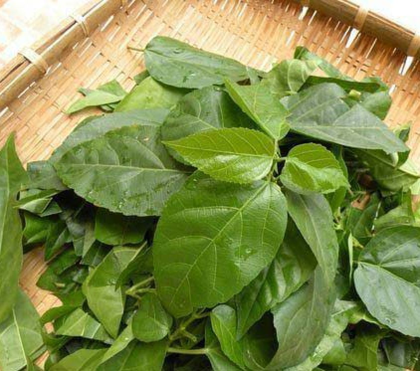 Hạt giống cây lá cách - Gói 20 hạt