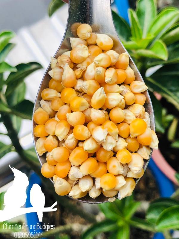 2KG BẮP NỔ_NGUYÊN LIỆU LÀM BẮP RANG BƠ