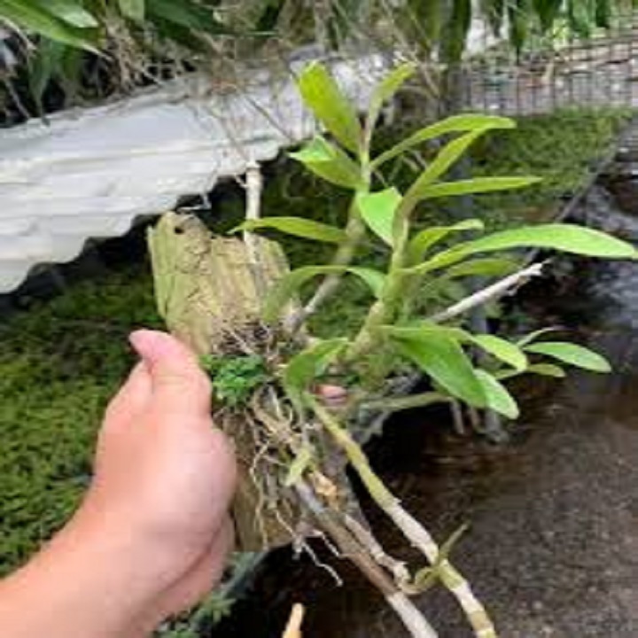 [Chuẩn Giống F1] Hoa lan hoàng thảo đơn cam