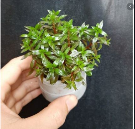Cây Diệp Tài Hồng Lá Hẹp