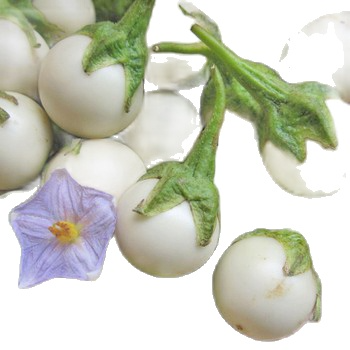 Hạt giống cà pháo trắng trái nhỏ gói 1g giá rẻ