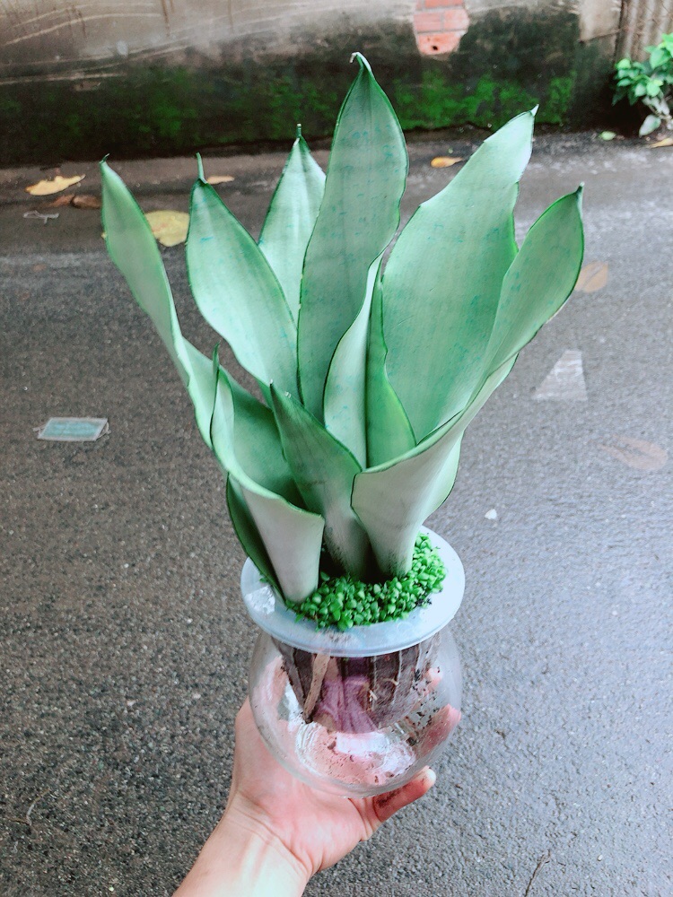 Chậu Lưỡi Hổ Bạc Thuỷ Sinh