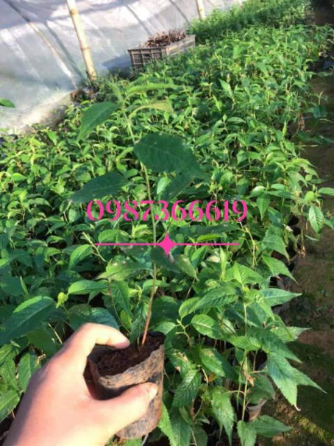 (xả kho đón tết) Hoa anh đào cây cao 25cm