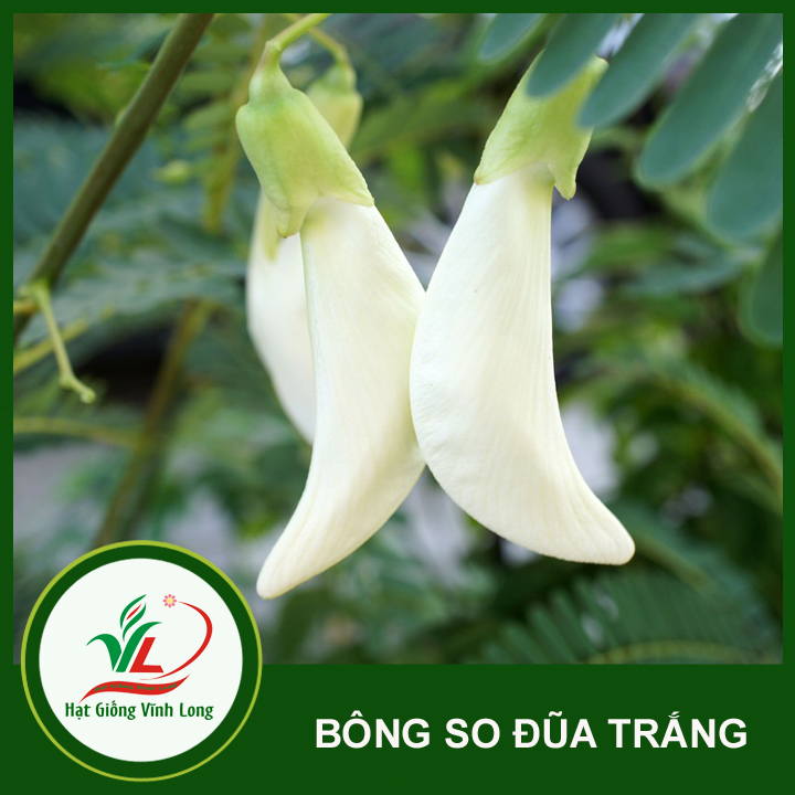 Hạt giống Bông so đũa trắng (hạt tự thu) - 20 hạt