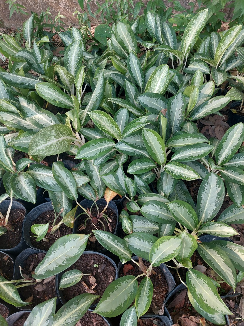 Cây thanh lam (mua 5 cây tặng thêm 1 cây)
