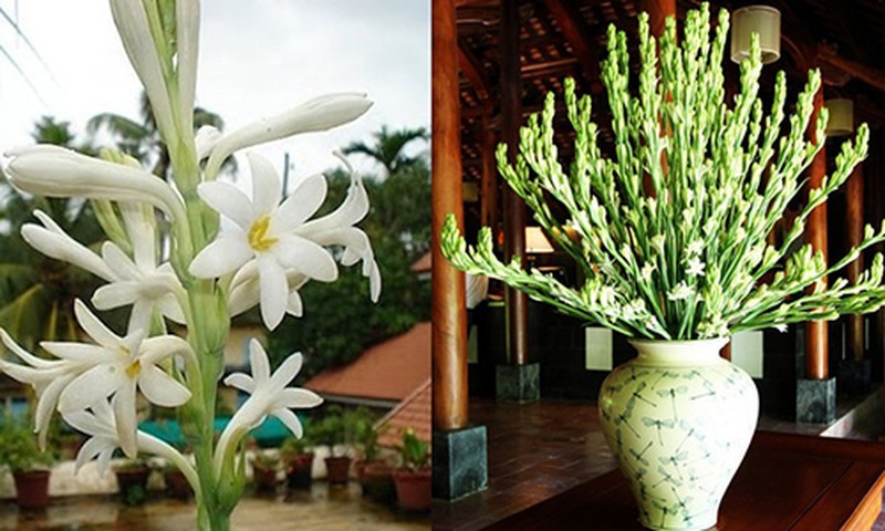 CỦ GIỐNG HOA HUỆ TA TRẮNG THƠM (HOA DẠ LAI HƯƠNG)