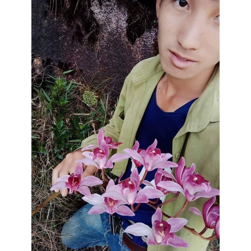 Lan kiếm lá mềm..........
