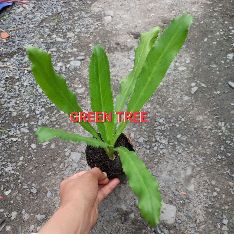 Cây giống ngò gai(mùi tây)