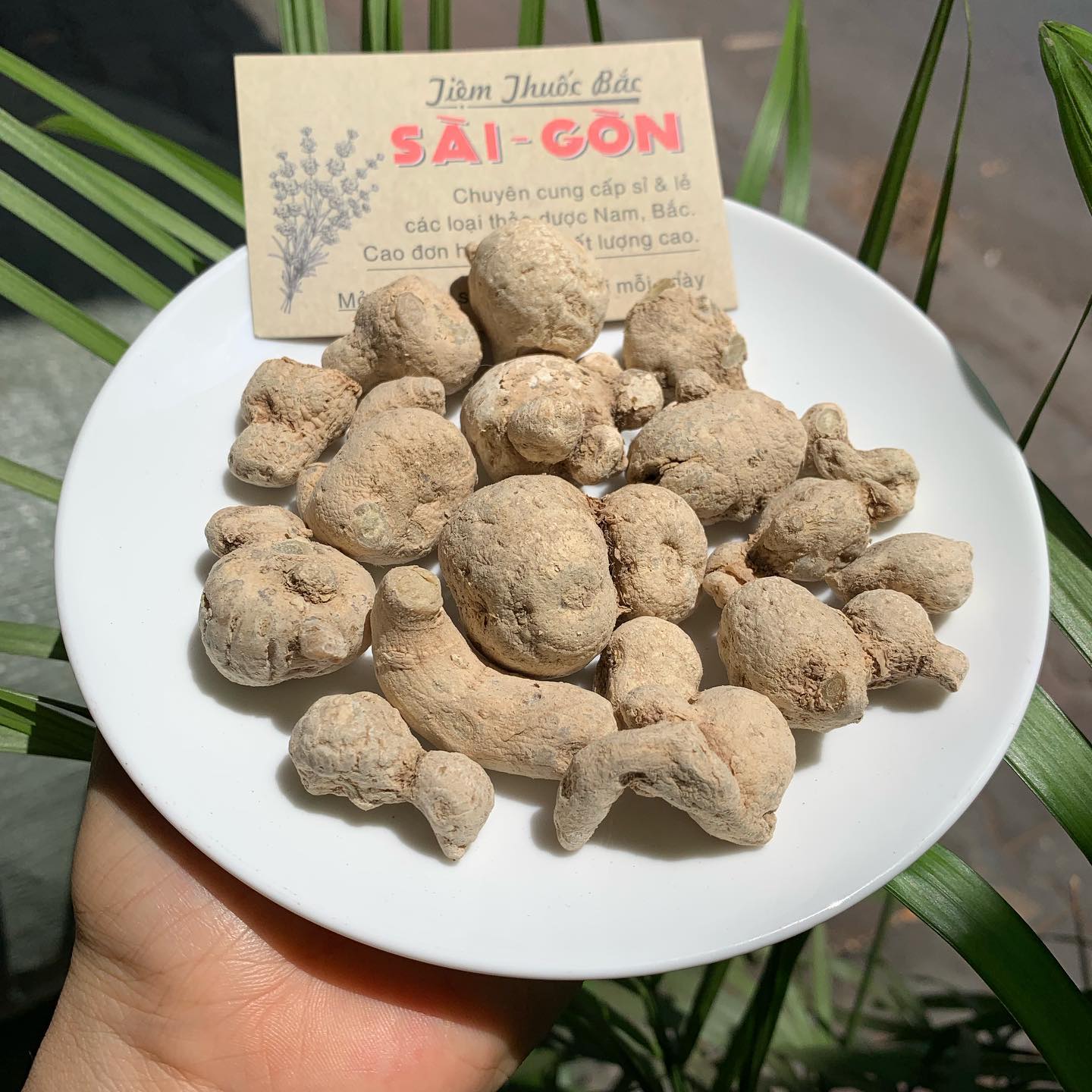 [HCM]TAM THẤT NAM CỦ 100GRAM