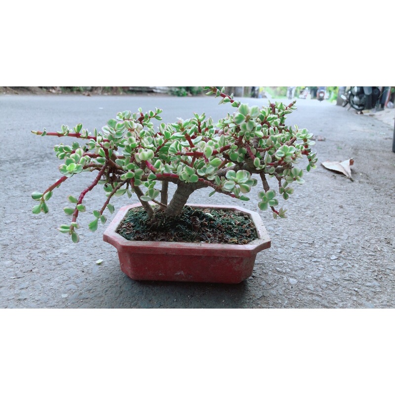 Cây Cành Vàng Lá Ngọc Cổ Thụ